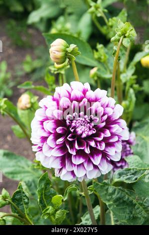 Gros plan de Dahlia Edinburgh witrh Buds bicolore violet et blanc dahlia décoratif qui est un été semi-robuste gel tendre pérenne décidue Banque D'Images