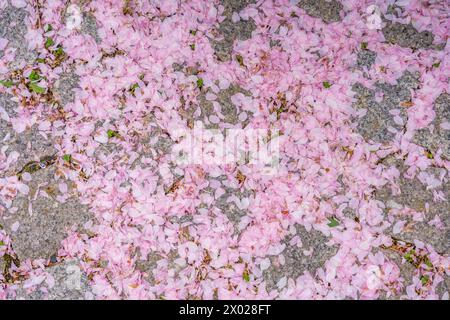 Pétales tombés d'un arbre sakura Banque D'Images