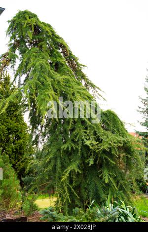 Cèdre courbé. Glissière verticale. Banque D'Images