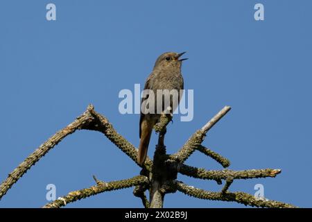 Chantant femelle de Black Redstart. Phoenicurus ochruros. Banque D'Images