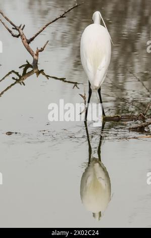 Petite aigrette et réflexion, chasse dans un étang, réserve naturelle de Camargue, sud de la France Banque D'Images