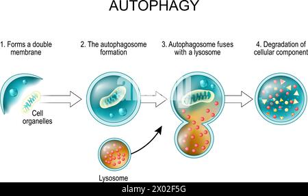 Processus d'autophagie. De formes une double membrane et la formation d'autophagosome à Autophagosome fusionnent avec un lysosome et la dégradation du compone cellulaire Illustration de Vecteur