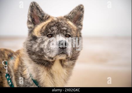 Gros plan akita inu chien avec fourrure grise, plage de la mer du nord en arrière-plan, plan horizontal Banque D'Images