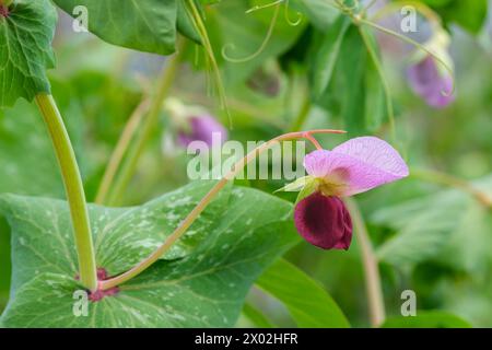 Pisum sativum Golden Sweet, mangetout Golden Sweet, fleurs violettes bicolores, fin du printemps Banque D'Images