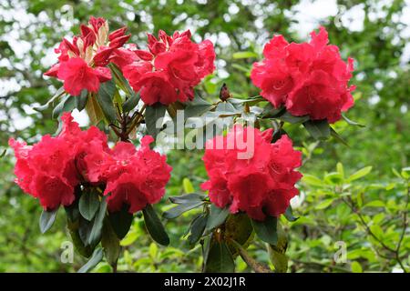 Rhododendron Markeeta's Prize, rhododendron rouge hybride à la fin du printemps Banque D'Images