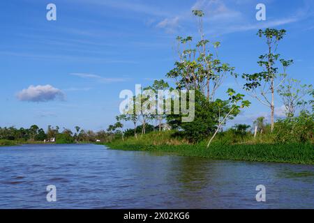 Forêt inondée sur la lagune d'Itapicuru, para State, Brésil, Amérique du Sud Banque D'Images