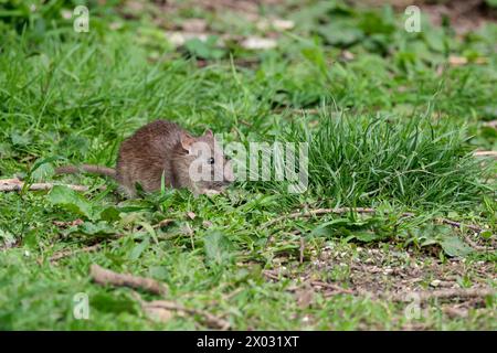 rat brun rattus norvegicus, gris brun rongeur visage pointu petites oreilles rondes longue queue écailleuse pieds roses et nez dans la peau d'oiseau des bois se nourrissant de graines Banque D'Images