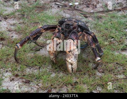 Crabe géant de la noix de coco (Birgus latro), Aldabra, Seychelles, Océan Indien Banque D'Images