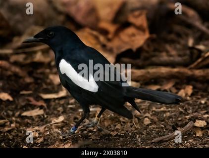 Seychelles Magpie Robin (Copsychus sechellarum), Aride, Seychelles, Océan Indien Banque D'Images
