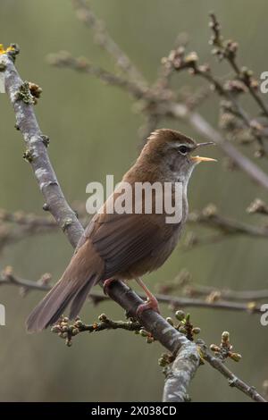 Cetti's Paruline (Cettia cetti) chantant Dorset avril 2024 Banque D'Images