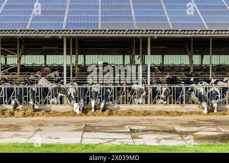 Ferme hollandaise avec des vaches laitières et un toit avec des panneaux solaires Banque D'Images