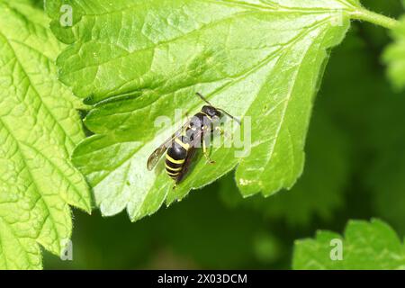 Guêpe potier Ancistrocerus, sous-famille des Eumeninae, famille des Vespidae. Sur les feuilles du jostaberry arbuste (Ribes × nidigrolaria). Jardin hollandais, printemps, avril Banque D'Images