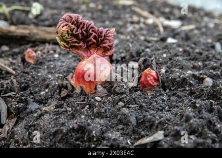 la rhubarbe arrive au début du printemps. les bourgeons rouges charnus de la rhubarbe émergent du sol à la fin de l'hiver, avant que les feuilles ne soient visibles. Banque D'Images