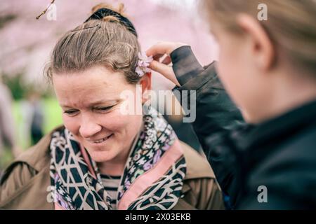 Une femme se fait placer une fleur de cerisier derrière son oreille au cimetière Bispebjerg à Copenhague le mardi 9 avril 2024. Les cerisiers japonais fleurissent sur Kirsebaeralléen, qui a été fondée en 1992 et se compose de 43 arbres. L'avenue est d'environ 80 mètres de long et la municipalité de Copenhague s'attend à ce qu'environ 150 000 invités visitent l'endroit pendant que les arbres sont en floraison. (Photo : Thomas Traasdahl/Ritzau Scanpix) Banque D'Images