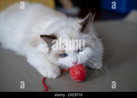 Chat Ragdoll mignon, 4 mois, jouant avec la balle rouge Banque D'Images