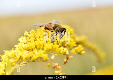 Vue latérale supérieure d'un drone, abeille mâle. Un insecte est assis sur une fleur. Banque D'Images