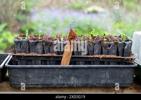 Pois le pois pousse des semis de pois qui germent dans des plateaux de graines à l'intérieur d'une serre au début d'avril printemps Carmarthenshire Wales UK 2024 Grande-Bretagne KATHY DEWITT Banque D'Images