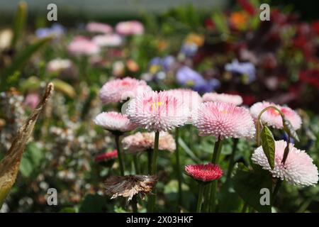 Fond de nature avec marguerites fleuries (bellis perennis). Flou artistique Banque D'Images