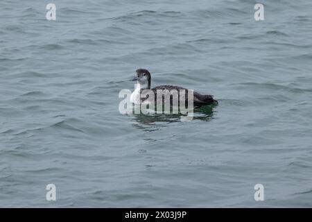 Great Northern Diver (Gavia imme) premier hiver juvénile Dorset avril 2024 Banque D'Images