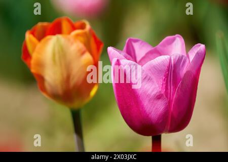 Deux fleurs de tulipe en gros plan avec le bokeh d'un jardin Banque D'Images