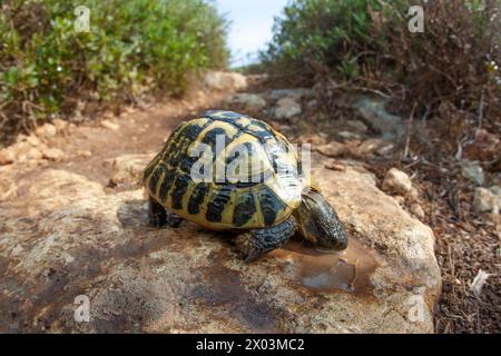 Tortue terrestre après la pluie eau potable près de la mer méditerranée île Minorque nature animal Banque D'Images