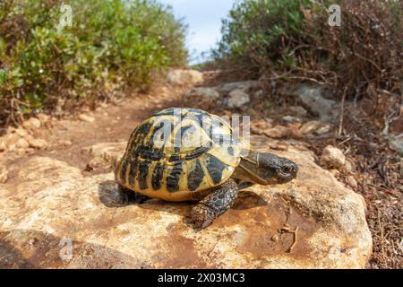 Terre tortue après la pluie eau potable près de la mer méditerranée Minorque île nature animal îles baléares Banque D'Images