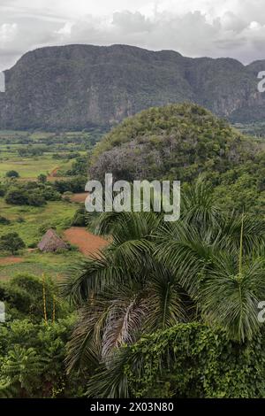 148 paysage karstique avec un affleurement calcaire en forme de dôme -mogote dos Hermanas- dans la vallée de la Valle de Viñales, classée au patrimoine mondial de l'UNESCO. Pinar del Rio-Cuba. Banque D'Images