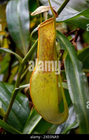 Nepenthes gracilis, plante de pichet élancé en plein air Banque D'Images