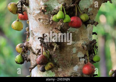Un arbre ficus racemosa avec de nombreux fruits verts et rouges poussant dessus. Les fruits sont regroupés. Thaïlande du Nord. Banque D'Images