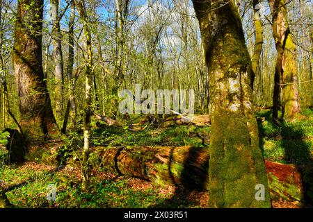 Arbres pédonculés de chênes (Quercus robur) et de harpons (Carpinus betulus) et arbres tombés en décomposition sur le sol au printemps dans la forêt ancienne de Krakov Banque D'Images