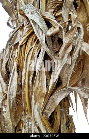 affichage des tiges de maïs séchées Banque D'Images