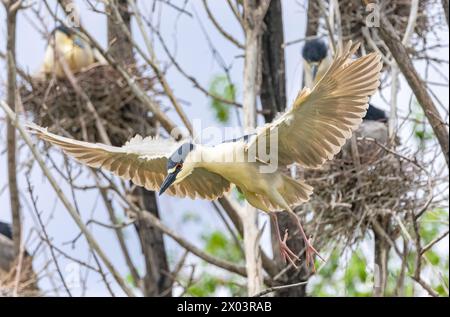 Un héron de nuit couronné noir volant à travers une colonie de nidification avec des ailes larges ouvertes et les pattes roses qui sont observables pendant la saison de reproduction. Banque D'Images