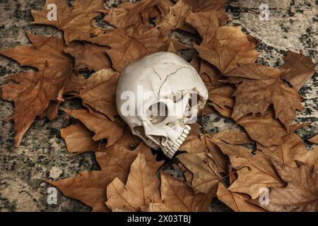 un crâne reposant sur un lit de feuilles sèches Banque D'Images