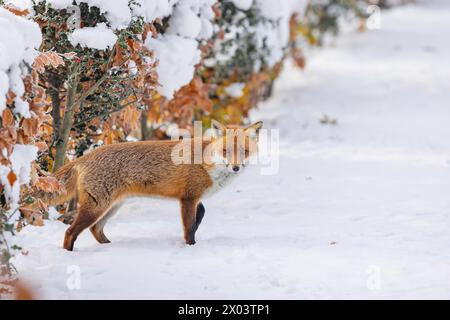 Fox dans la neige pris à Londres, Angleterre Banque D'Images