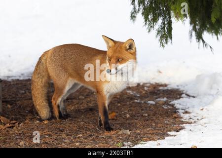 Fox dans la neige pris à Londres, Angleterre Banque D'Images