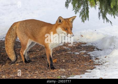 Fox dans la neige pris à Londres, Angleterre Banque D'Images
