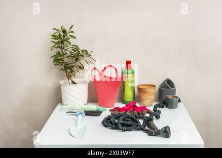 Une table en métal lisse bleu clair pleine d'objets de jardinage à côté d'un pot de ficus benjamina, des gants, des pots vides, un arrosoir couleur saumon et un gr Banque D'Images