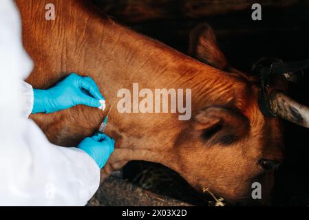 Vaccination des vaches contre l'anthrax, foyer de la maladie dans la région. Un vétérinaire portant des gants de protection inocule une vache rouge dans le cou. Vétérinaire donnant une injection à une vache dans un cadre de ferme Banque D'Images