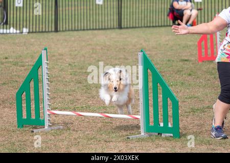 Rough Collie, Shetland Sheepdog, sautant par-dessus l'obstacle. Banque D'Images