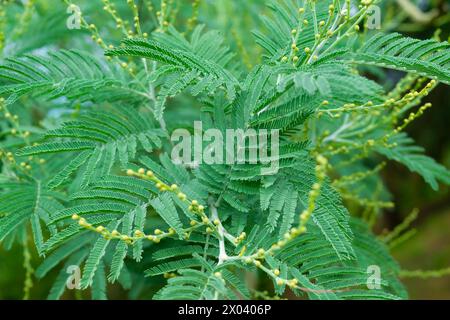 Acacia. Plante verte avec des fleurs jaunes, gros plan. Fond végétal naturel. Plantes et arbres dans le jardin. Banque D'Images