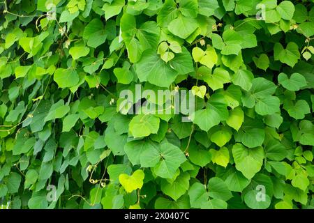 Fourrés verts de kudzu. Fond végétal naturel. Pueraria montana var. lobata, l'arrowroot d'Asie de l'est, ou vigne de kudzu. Banque D'Images