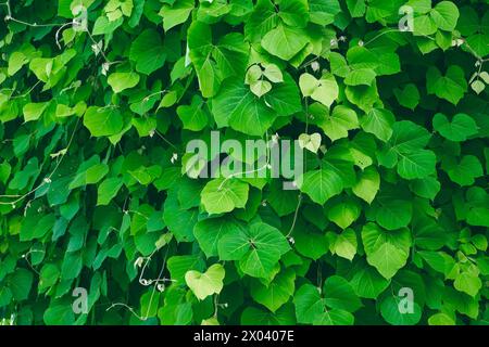 Fourrés verts de kudzu. Fond végétal naturel. Pueraria montana var. lobata, l'arrowroot d'Asie de l'est, ou vigne de kudzu. Banque D'Images