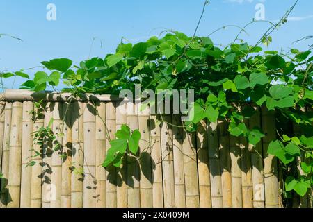 Fourrés verts de kudzu sur une clôture en bambou. Pueraria montana var. lobata, l'arrowroot d'Asie de l'est, ou vigne de kudzu. Banque D'Images