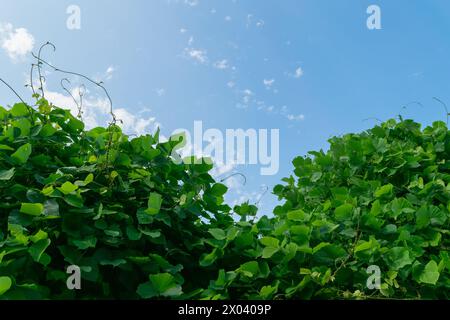 Fourrés verts de kudzu. Fond végétal naturel. Pueraria montana var. lobata, l'arrowroot d'Asie de l'est, ou vigne de kudzu. Banque D'Images