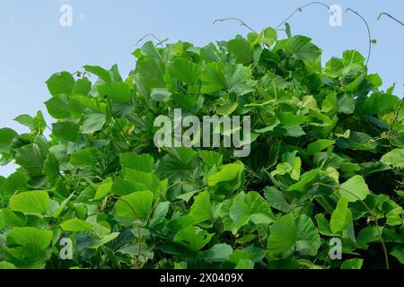 Fourrés verts de kudzu. Fond végétal naturel. Pueraria montana var. lobata, l'arrowroot d'Asie de l'est, ou vigne de kudzu. Banque D'Images