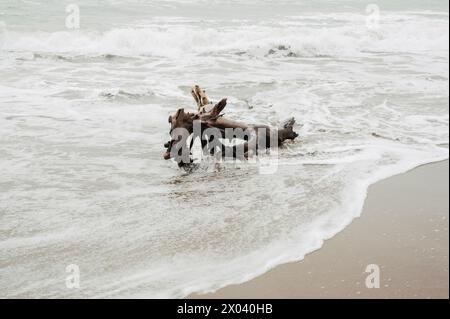 Mer orageuse sur la plage de Marina di Alberese, en Maremme (Toscane, Italie) Banque D'Images