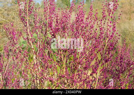 Belles fleurs roses sur un buisson. Cercis siliquastrum, l'arbre Judas. Fond floral. Banque D'Images