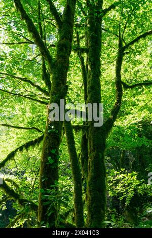 Les arbres de la forêt sont envahis de mousse et de lierre. Beau paysage vert d'été. Banque D'Images