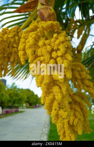 Fleurs de palmier jaunes, gros plan. Floraison printanière. Plantes et arbres. Nature. trachycarpus fortunei Banque D'Images