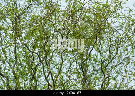 Salix matsudana 'Tortuosa'. Branches de saule bouclées. Arrière-plan de l'usine. Plantes et arbres. Banque D'Images